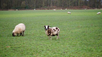 Sheep on a Farm