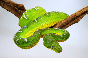 Sticker - Emerald tree boa // Grüner Hundskopfschlinger (Corallus caninus)