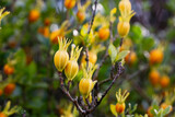 Fruits of cape jasmine on the tree Orange fruits on green branches of gardenia jasmine selective focus