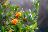 Fruits of cape jasmine on the tree Orange fruits on green branches of gardenia jasmine selective focus