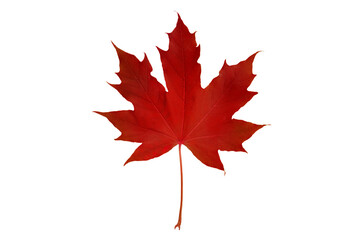 Wall Mural - Red canadian maple leaf isolated on white.