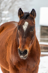 Sticker - horse in the snow