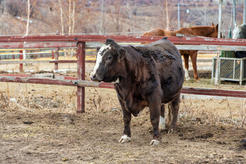 Sticker - bull on a horse farm