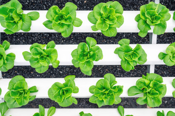 Top view of rows of fresh green butterhead lettuce vegetables in hydroponics farm