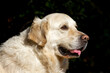 © Csar - Face of a dog of the golden retriever breed in the foreground with a dark background. The dog is light cream colored