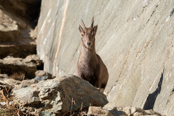 Wall Mural - A female of alpine ibex watching the camera