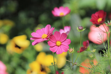 Wall Mural - Cosmos bipinnatus