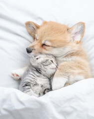 Poster - Cozy Pembroke Welsh corgi puppy hugs tiny tabby fold kitten under white warm blanket on a bed at home. Top down view