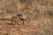 warthog adult with baby in kruger park south africa