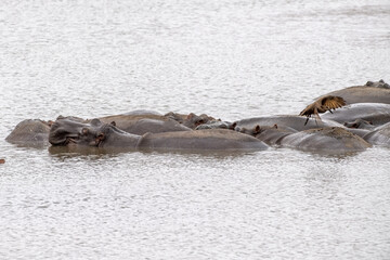 Wall Mural - hippos in kruger park south africa