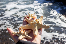 Protoreaster Nodosus, Commonly Known As The Horned Starfish Or Chocolate Starfish Several Pieces In Hand. Big And Small. Yellow Thick. Against The Backdrop Of The Sea.
