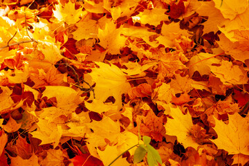 Wall Mural - Autumn maple leaves. Autumn carpet of fallen yellow-orange maple leaves.