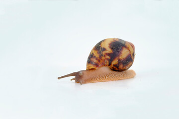 African snail Archachatina Egregia with Dark Taurus against the background of a large dark shell, originally from Africa