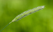 Inflorescence Of Field Meadow Foxtail Grass (Alopecurus Pratensis)