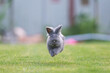 Cute grey fluffy rabbit running on grass backyard.