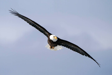bald eagle - flying