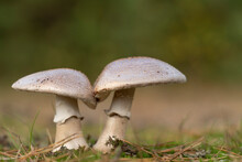 Eatable Mushroom, Amanita Rubescens, Two Grown Together In The Forest. Delicious Edible Mushroom - The Blusher