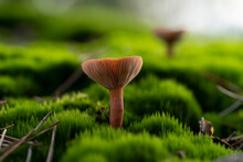 False Chanterelle (Hygrophoropsis Aurantiaca) Agaric Mushroom In Green Moss Very Close Up With Blurred Background