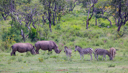 a landscape of two white rhinos and a small group of plains zebras - waterberg, south africa.
