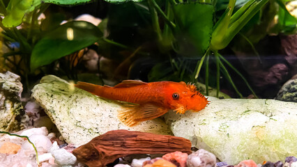 Wall Mural - Fish Ancistrus sp. Red - catfish  in a home freshwater aquarium with a green anubias plants