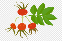 Rosehip - The Fruit Of A Wild Rose Of Red Color, Vitamin C For Vegetarian Nutrition. Flat Cartoon Vector Illustration For Medicinal Plant Packaging.