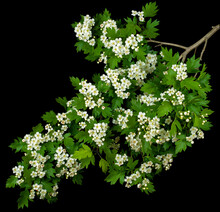 Hawthorn Flowers Isolated In Black