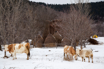 Wall Mural - Winter time in Rausadului, Romania