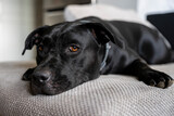 Fototapeta Na ścianę - Czarny pies leżący na kanapie i obserwujący otoczenie.