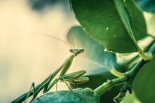 Praying Mantis On A Leaf