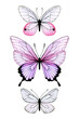 watercolor drawing. set with colored transparent butterflies. beautiful abstract butterflies with transparent wings in pink and purple. clipart