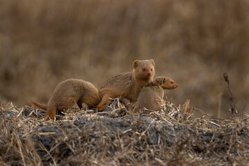 Dwarf mongoose in the Lake Mburo National park. Family of mongoose near the den. African wildlife. 