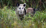 Wild boar in the natural environment of nature.
