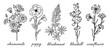 Wild flowers line collection: chamomile, bluebonnet, poppy, bluebell, cornflower. Sketch wildflowers and herbs nature botanical elements. Hand drawn summer field flowering vector Illustrations set. 