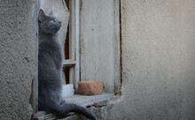 Russian Blue Cat Sits Straight Up On A Window Seal Of An Old House Looking Up