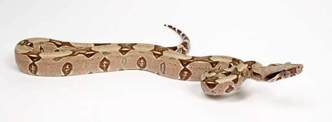 Poster - Red-tailed boa // Abgottschlange (Boa constrictor) - Brazil // Brasilien 