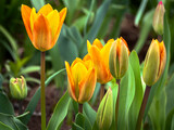 Fototapeta Tulipany -  yellow tulips in spring, full blooming