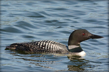 Common Loon Swimming On Freshwater Lake