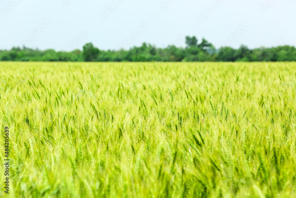 Beautiful field with green wheat on sunny day