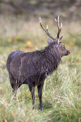 Wall Mural - A lone sika deer in a field in Denmark