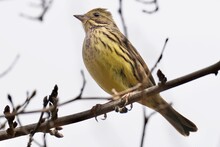 Black Faced Bunting In The Park