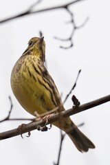 Wall Mural - black faced bunting in the park