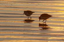  Sandpipers (Scolopacidae Sp.) Feeding Along The Beach At Sunrise; Nr Corpus Christi - TX