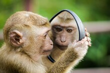 Portrait Of A Macaque