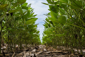 field planted with soybean sky with clouds large photo