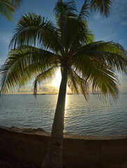 Wall Mural - Malaysia. The East coast of the island of Borneo. Palm grove on the seashore of the coral island of Mabul, famous for its diving clubs.