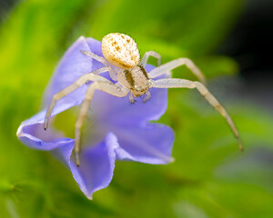 Poster - White Crab Spider