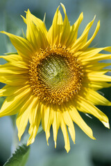 Canvas Print - A vertical shot of a sunflower in the field