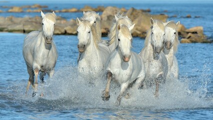 Wall Mural - Herd of White Camargue Horses running on the water .