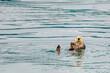 Sea Otter says hello