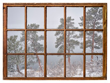 Pine Trees At A Shore Of Lake In Colorado Foothills In Heavy Winter Snowstorm, Vintage Sash Window View
